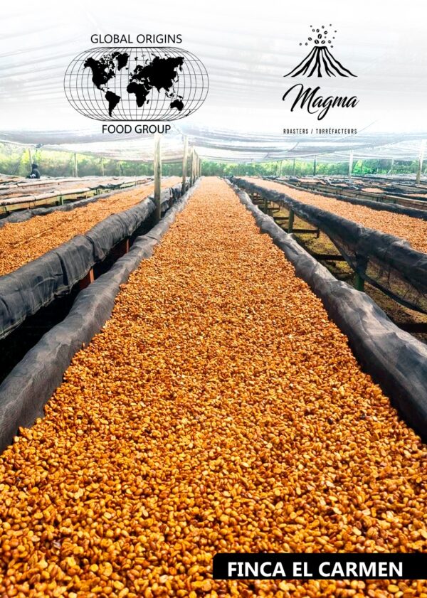 cafe Pacamara Black Honey