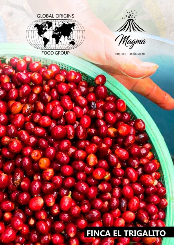 IMG-20250923-WA0012 Pacamara Washed