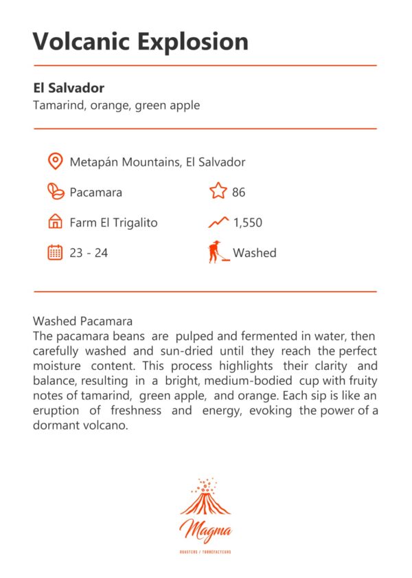 IMG-20250923-WA0015 Pacamara Washed