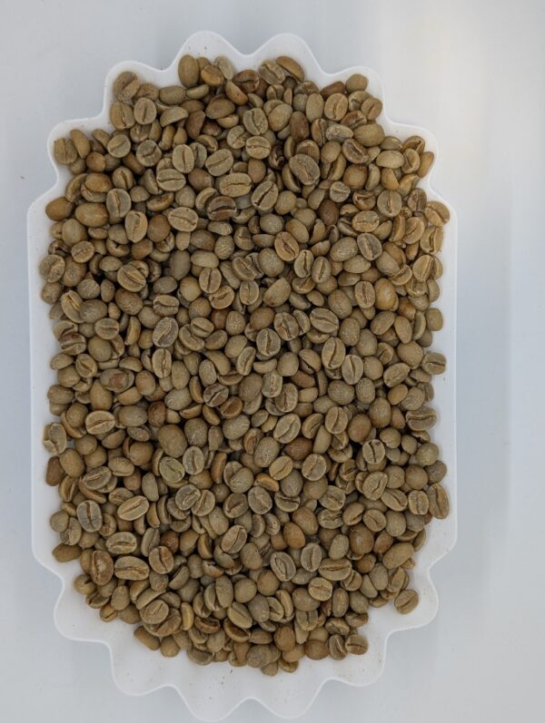 PXL_20251128_201159086.RAW-01.MP.COVER Geisha - Green