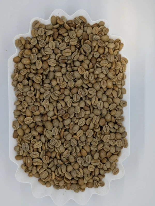 PXL_20251128_201159086.RAW-01.MP_.COVER_-scaled Marsellesa - Green