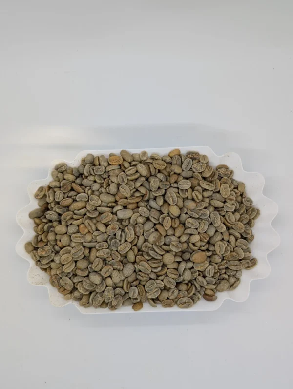 PXL_20251128_202130991.RAW-01.MP_.COVER_-scaled Geisha - Green