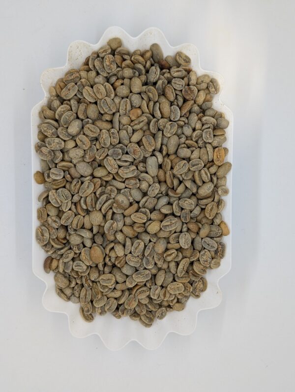 PXL_20251128_202147148.RAW-01.MP.COVER Marsellesa - Green