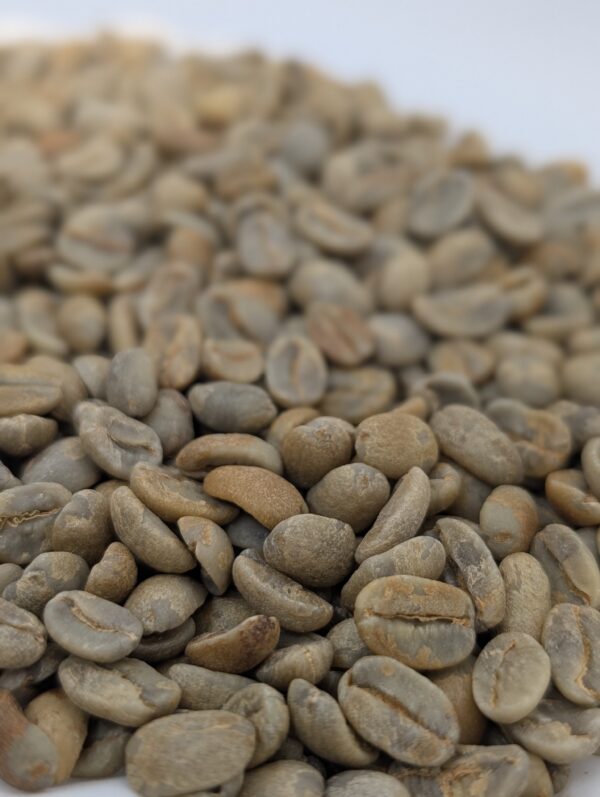 PXL_20251128_202314461.PORTRAIT Pacas - Green