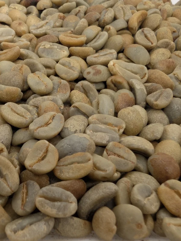 PXL_20251128_203131394.RAW-01.MP_.COVER_-scaled Pacamara Black Honey - Green