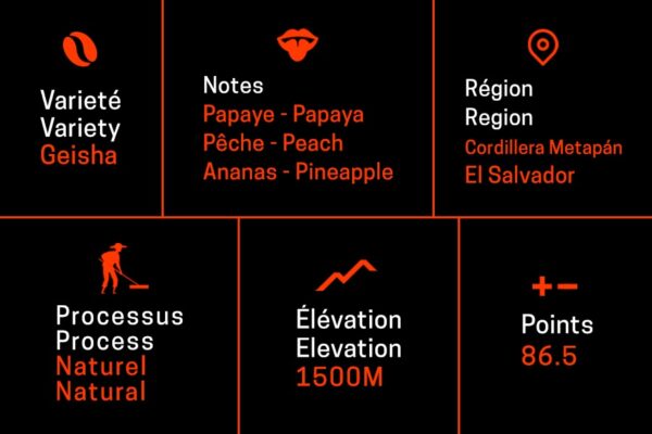 geisha Geisha - Green