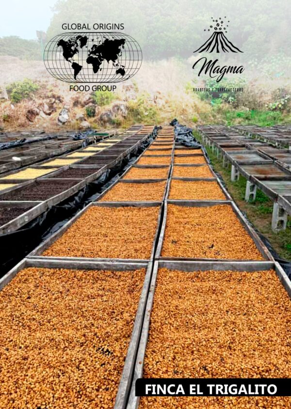 geishap2 Geisha - Green